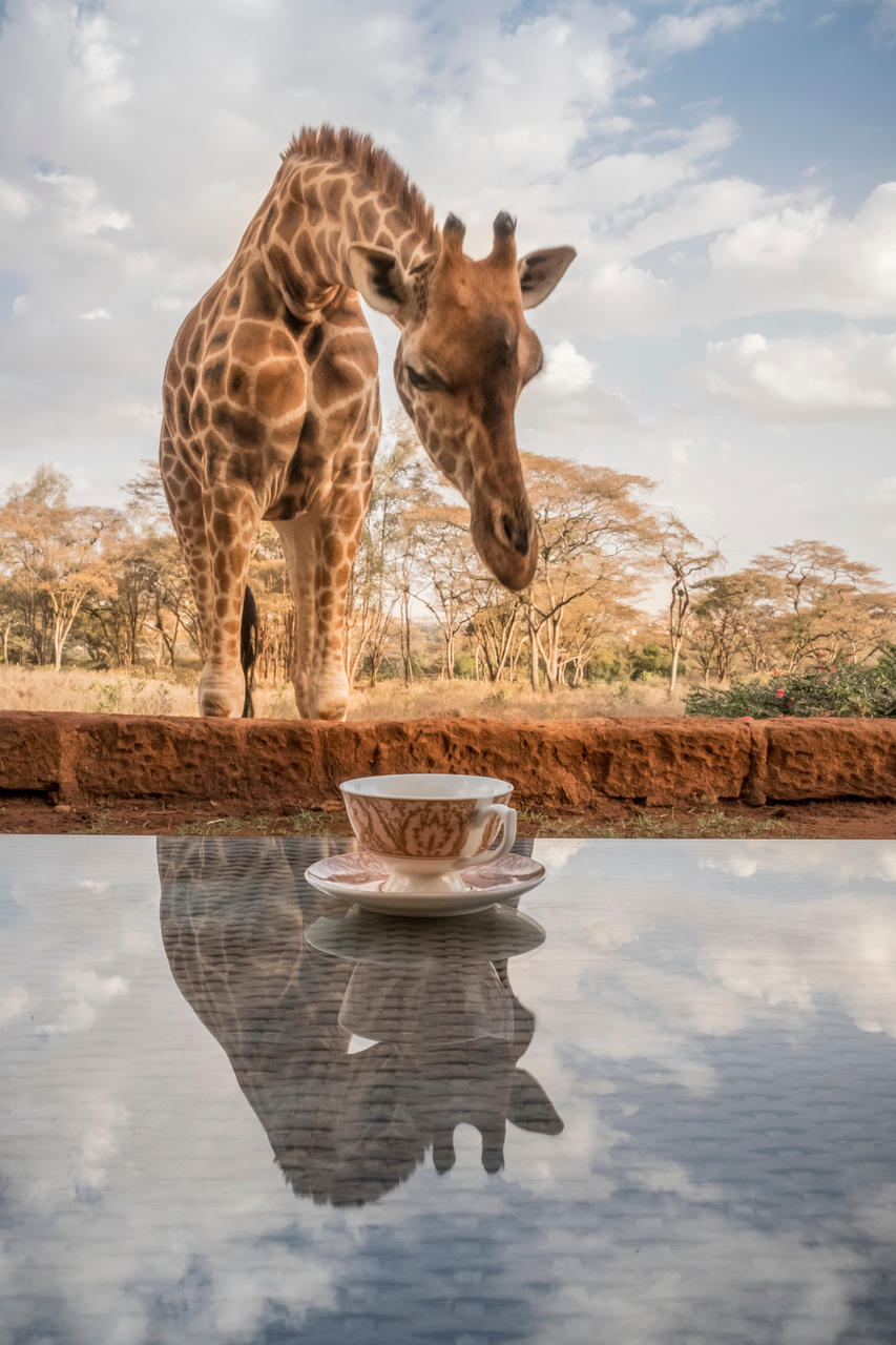 Giraffe Manor - Photos