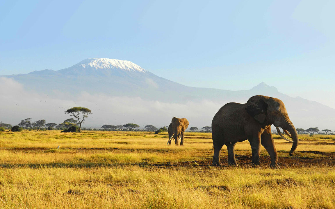 Safari i Amboseli