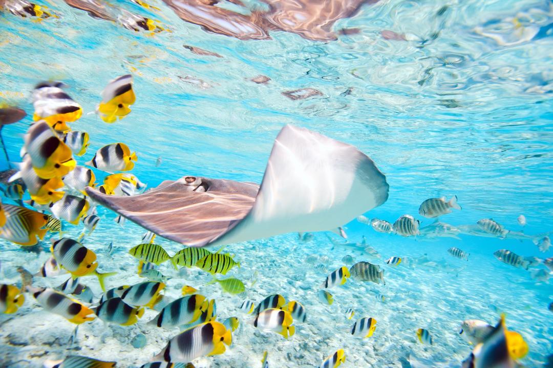 Tahitikryssning