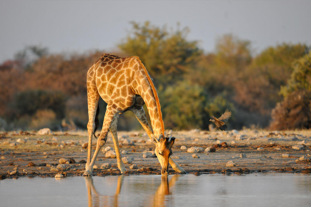 Flodsafari Chobe Princess 2 nätter