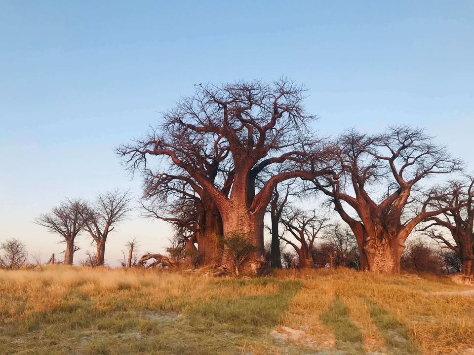 Okavango och Chobe