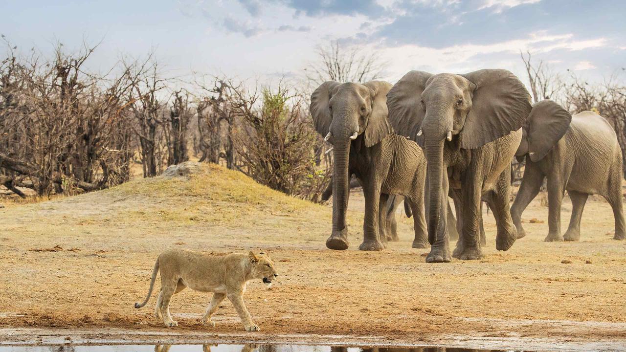 Chobe, Savute, Okavango & Moremi