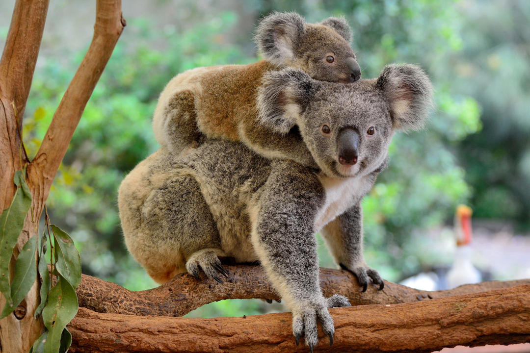 Kangaroo Islands rika djurliv