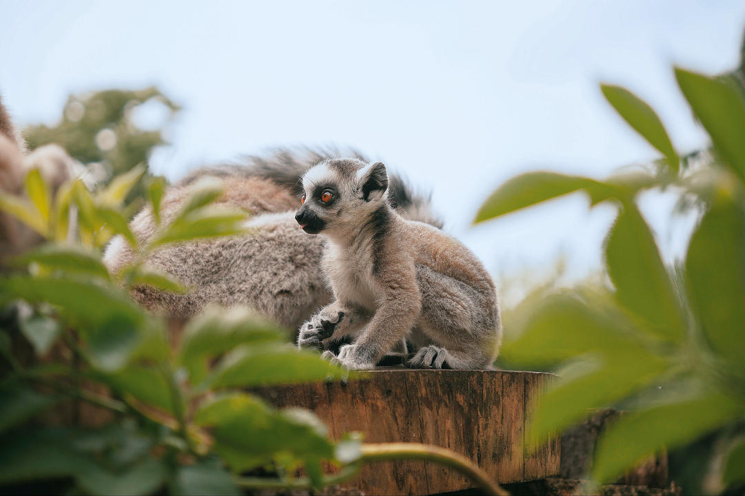Äventyr på Madagaskar