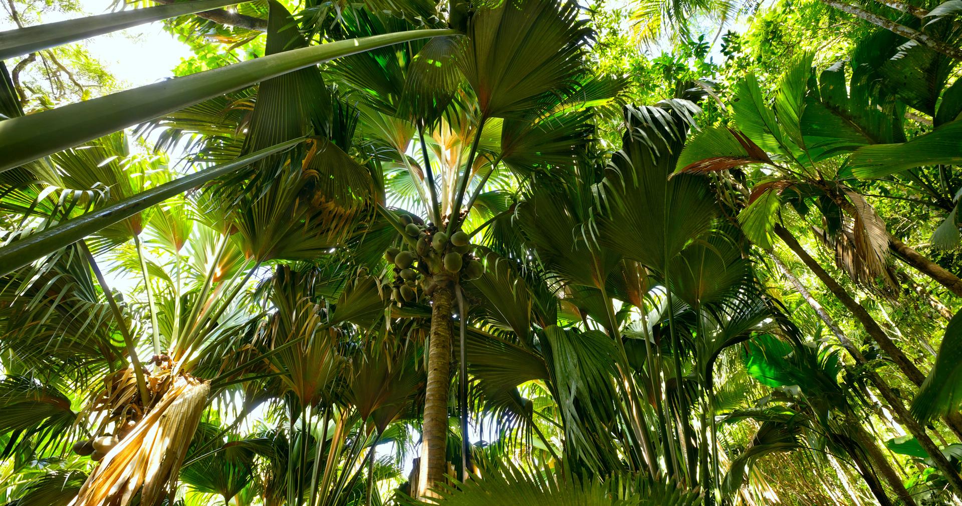 Vallée de Mai nationalpark