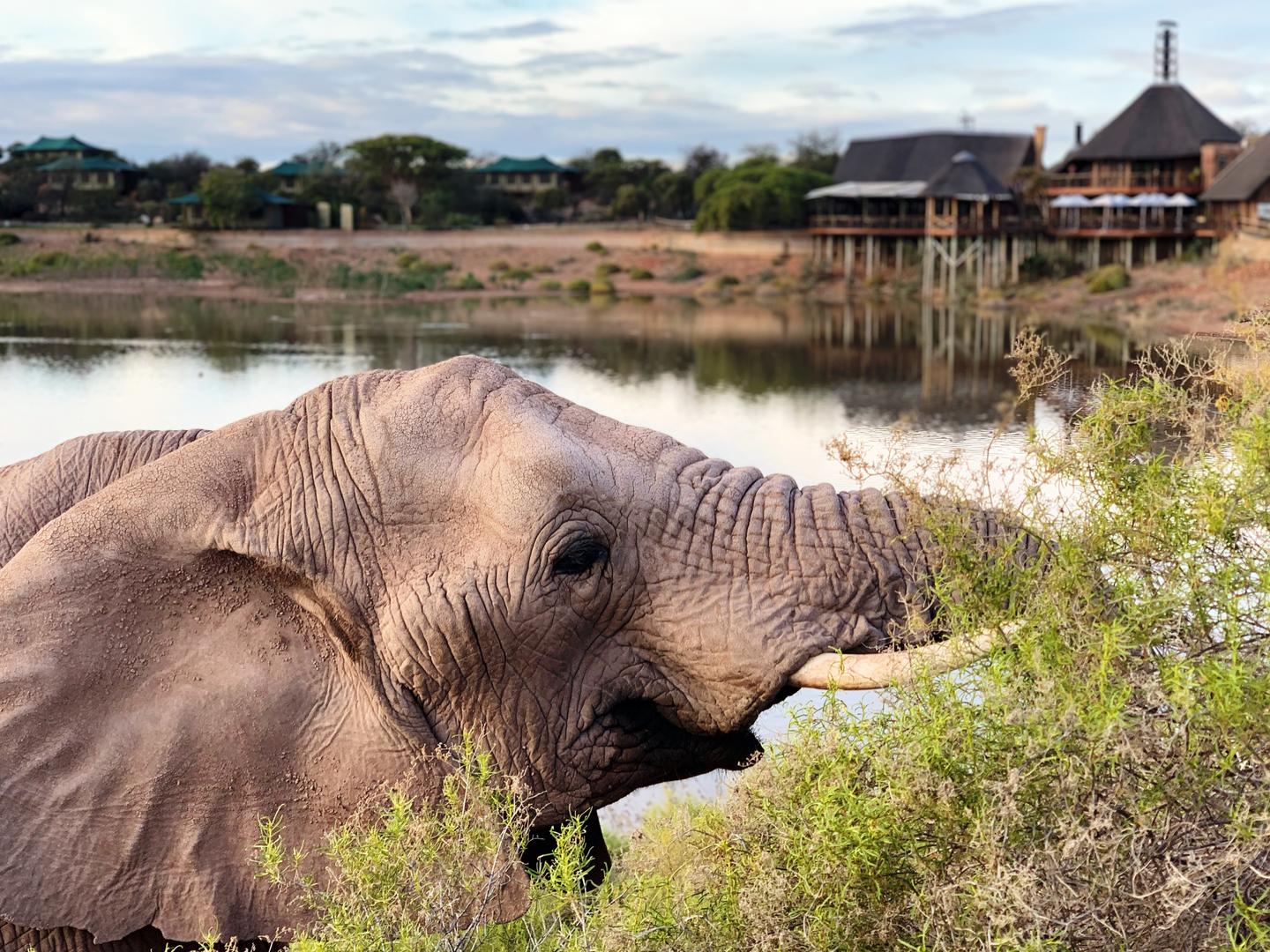 Elephant Utbildningsupplevelser
