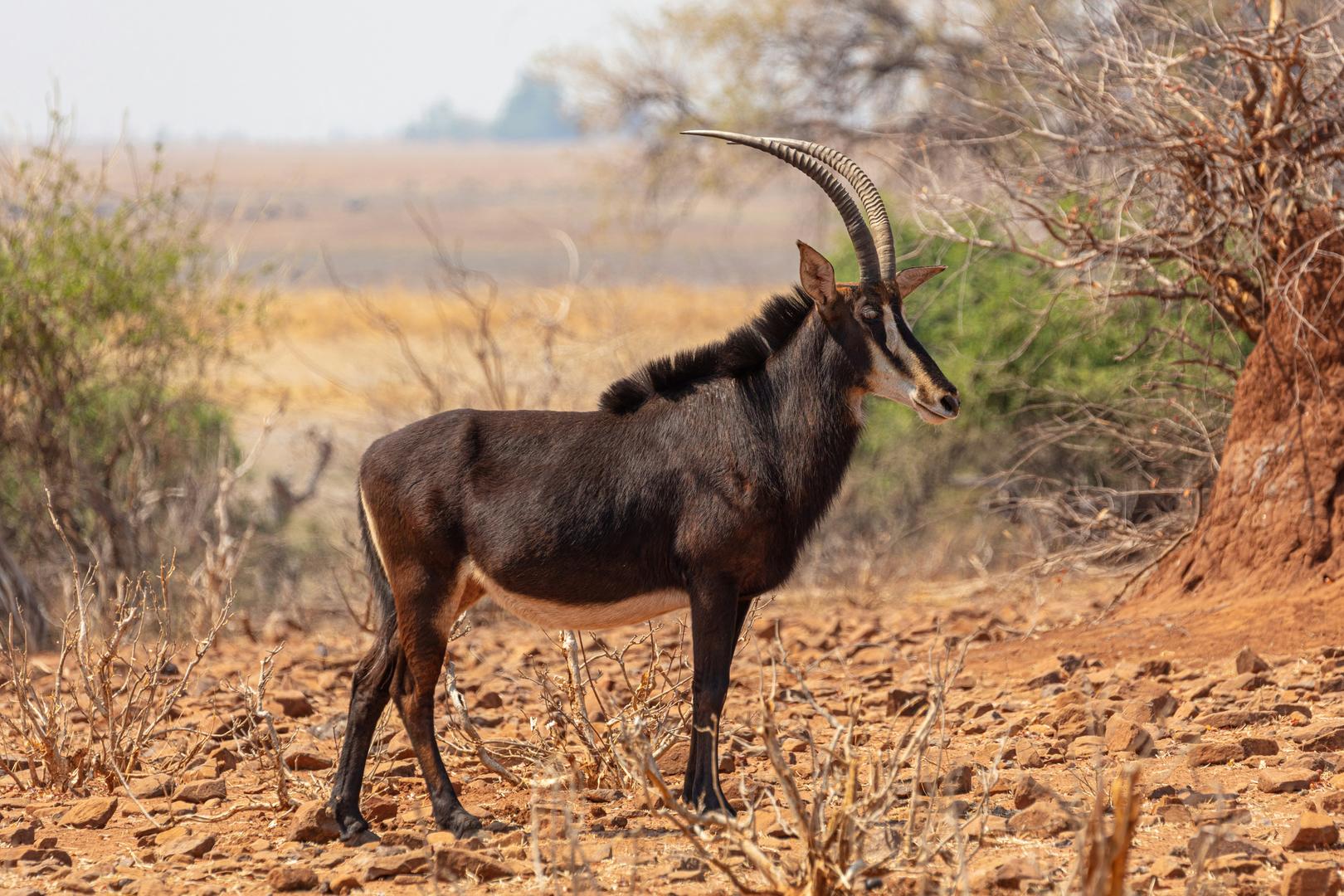 Chobe och Okavango