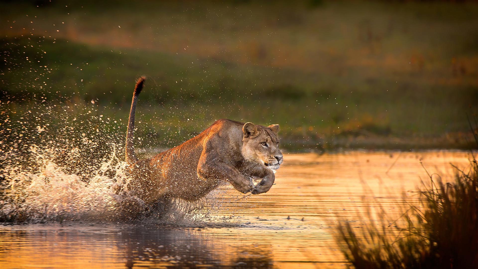 Botswana och Victoriafallen camping