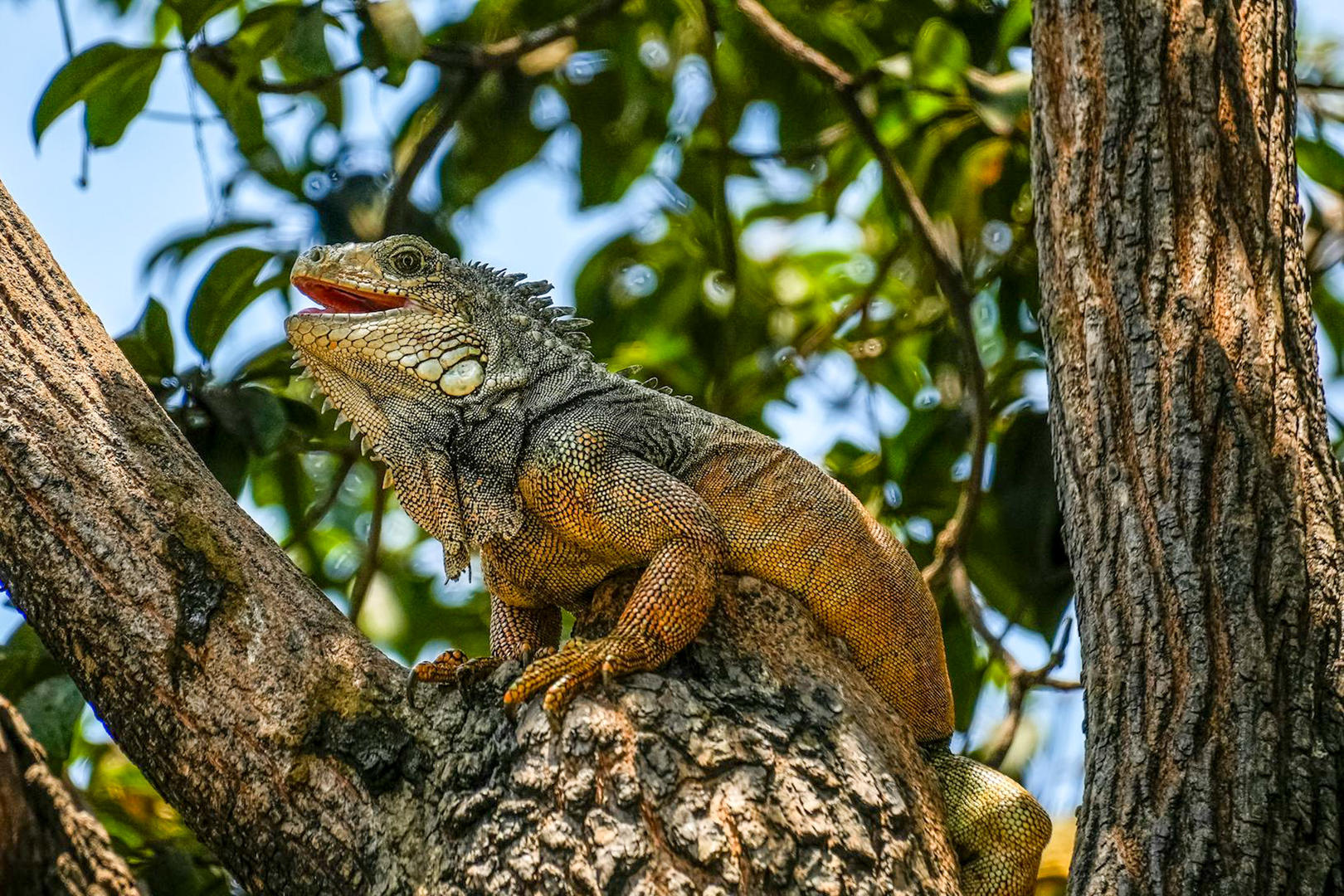 Ecuador, Galápagosöarna och Peru