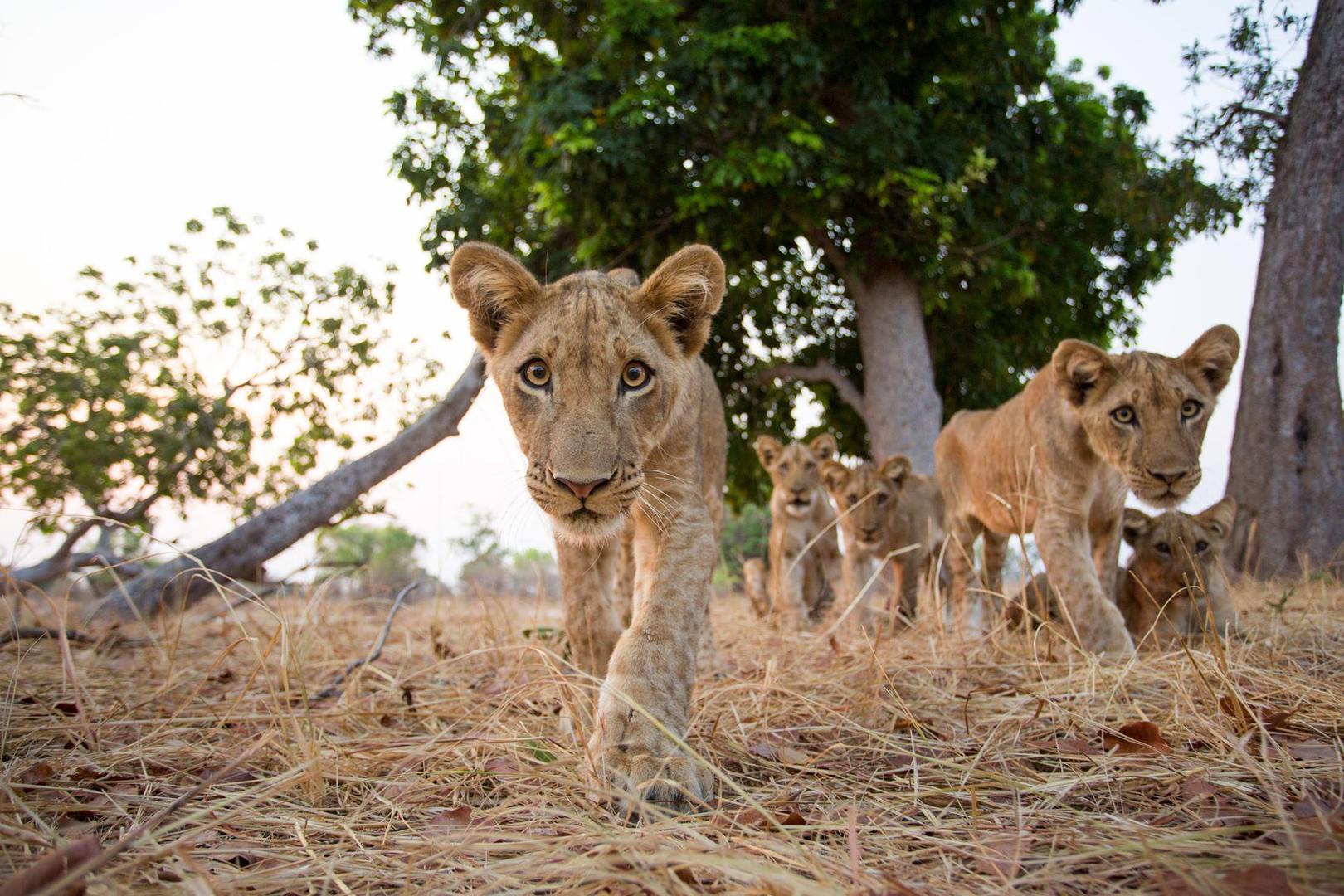 Eftermiddagssafari Krugerparken