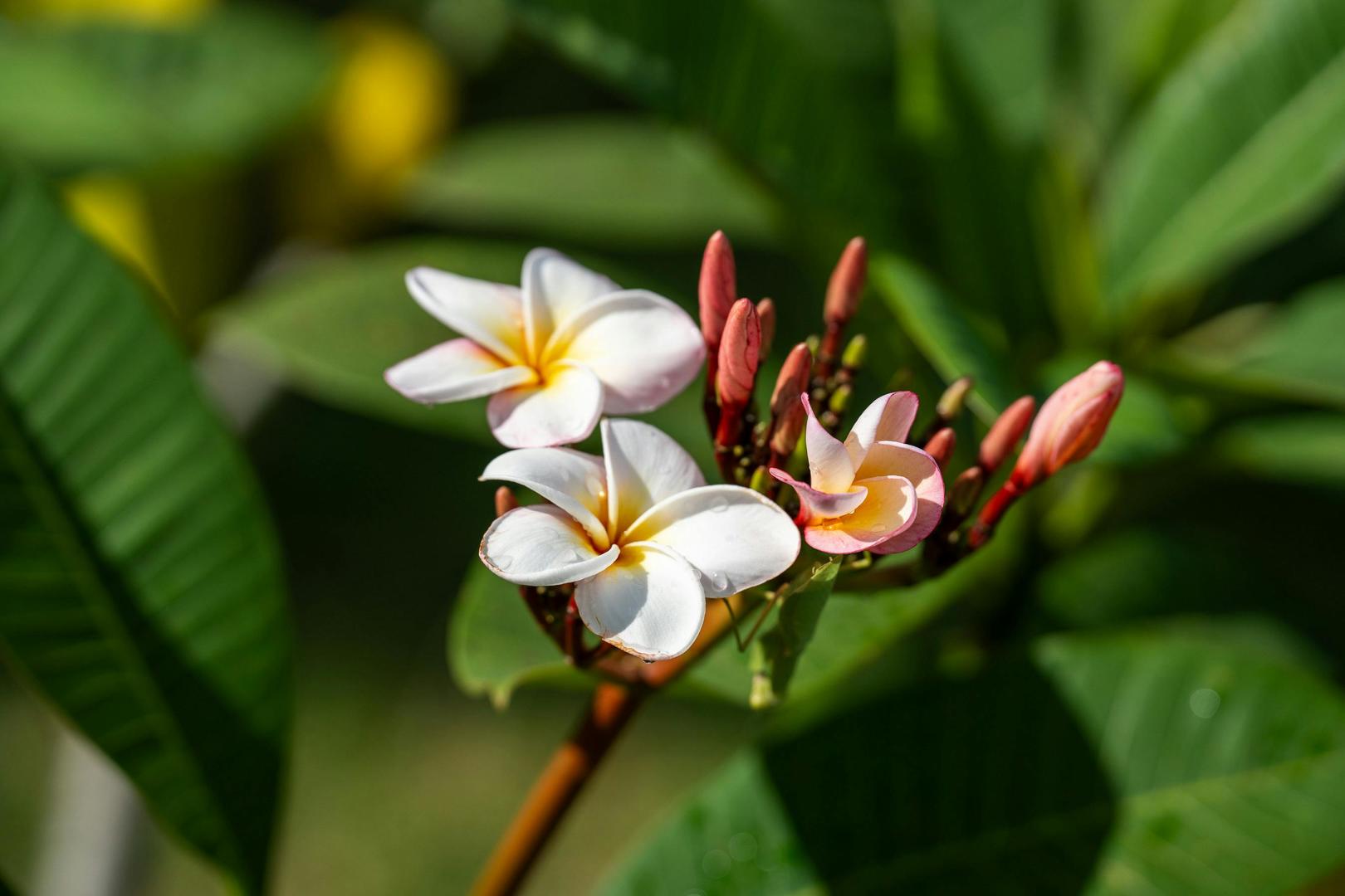 Seychellernas vackra öar