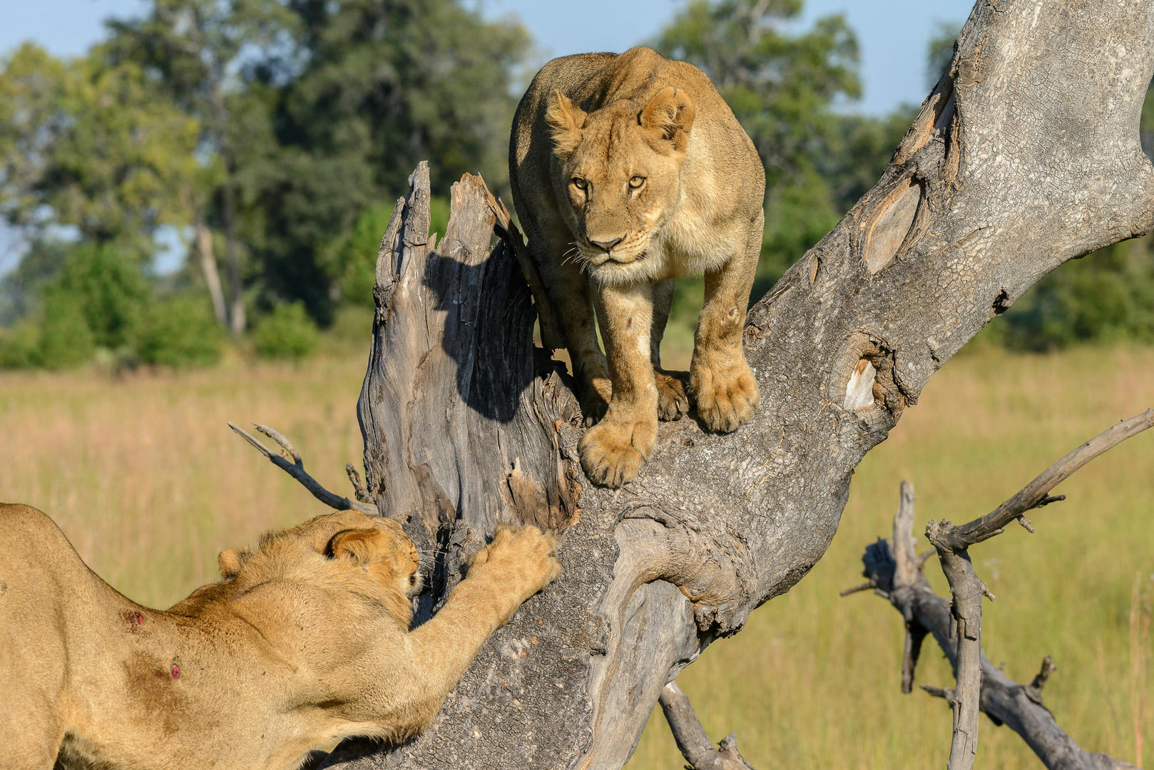 Chobe, Savute, Okavango & Moremi
