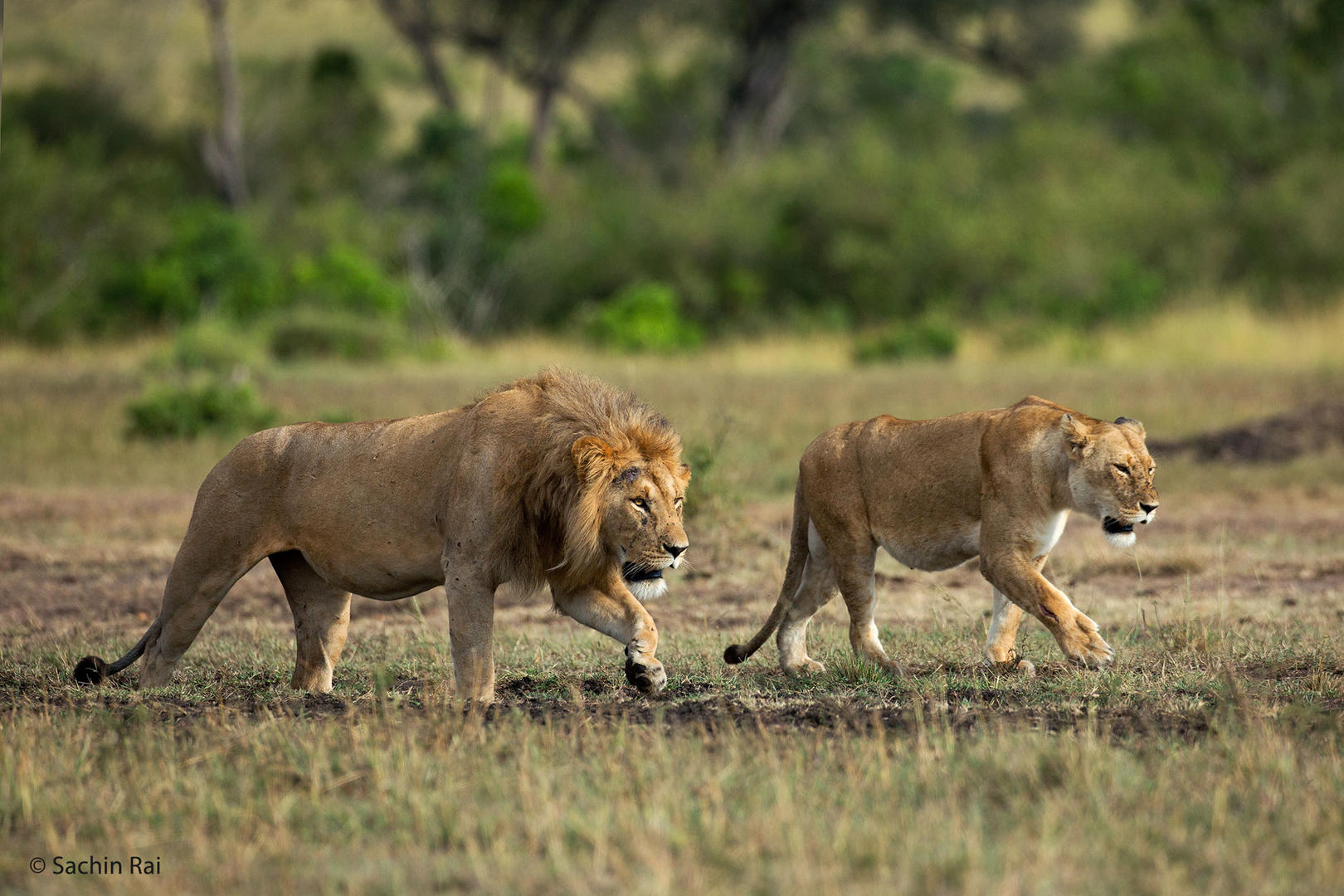Safari i Shimba Hills