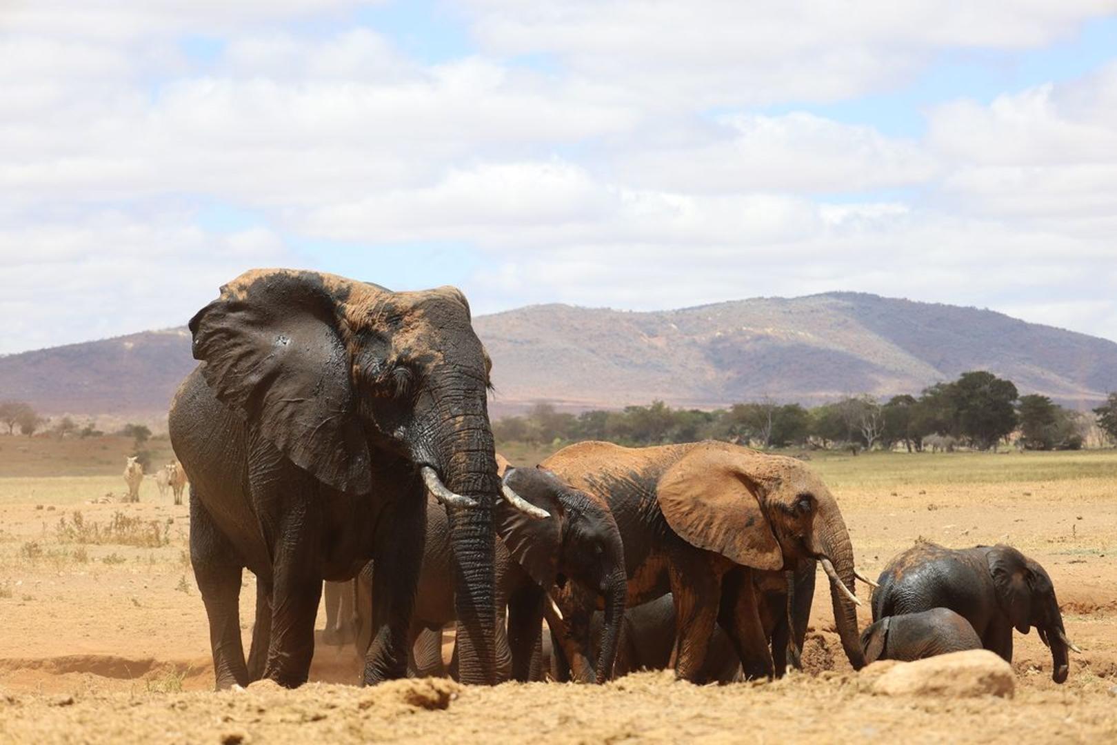 Safari i Taita Hills
