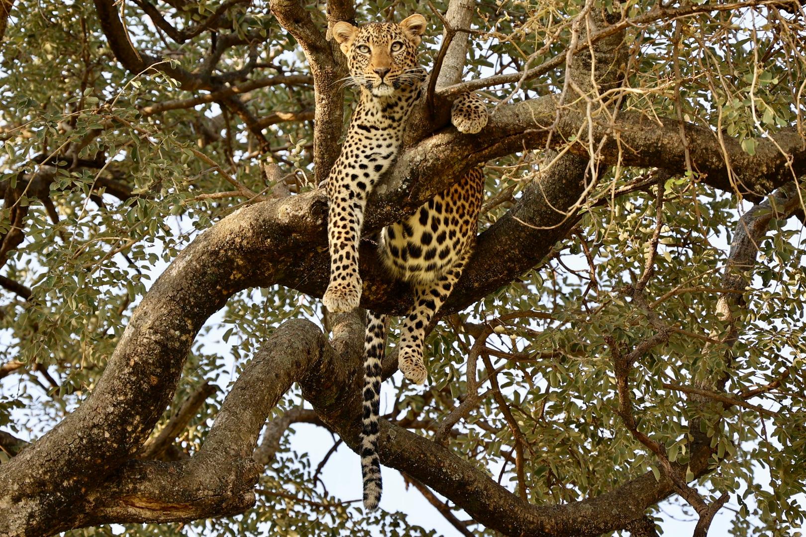Tanzanias kända nationalparker