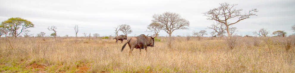 iSimangaliso Wetland Park
