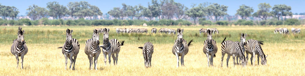 Savuti - Chobe National Park