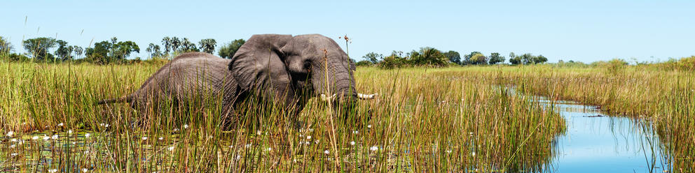 Okavango Delta