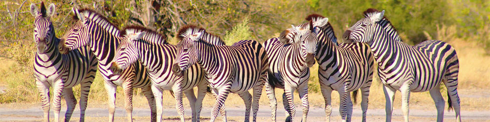 Khwai Conservancy