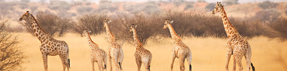 Kalahari Namibia