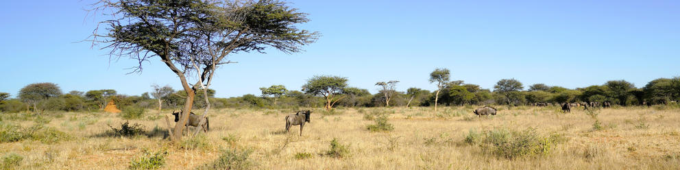 Okonjima Nature Reserve