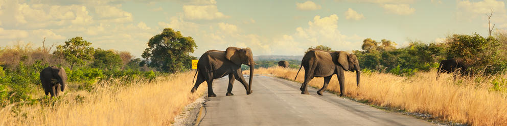 Maun