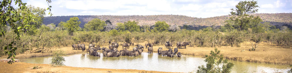 Southern Kruger