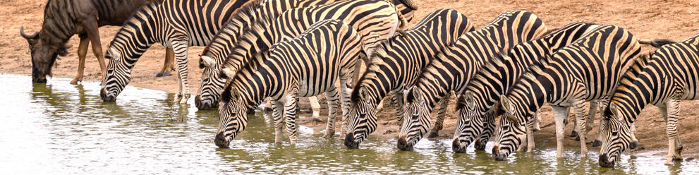 Central Kruger