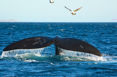 Whale Coast