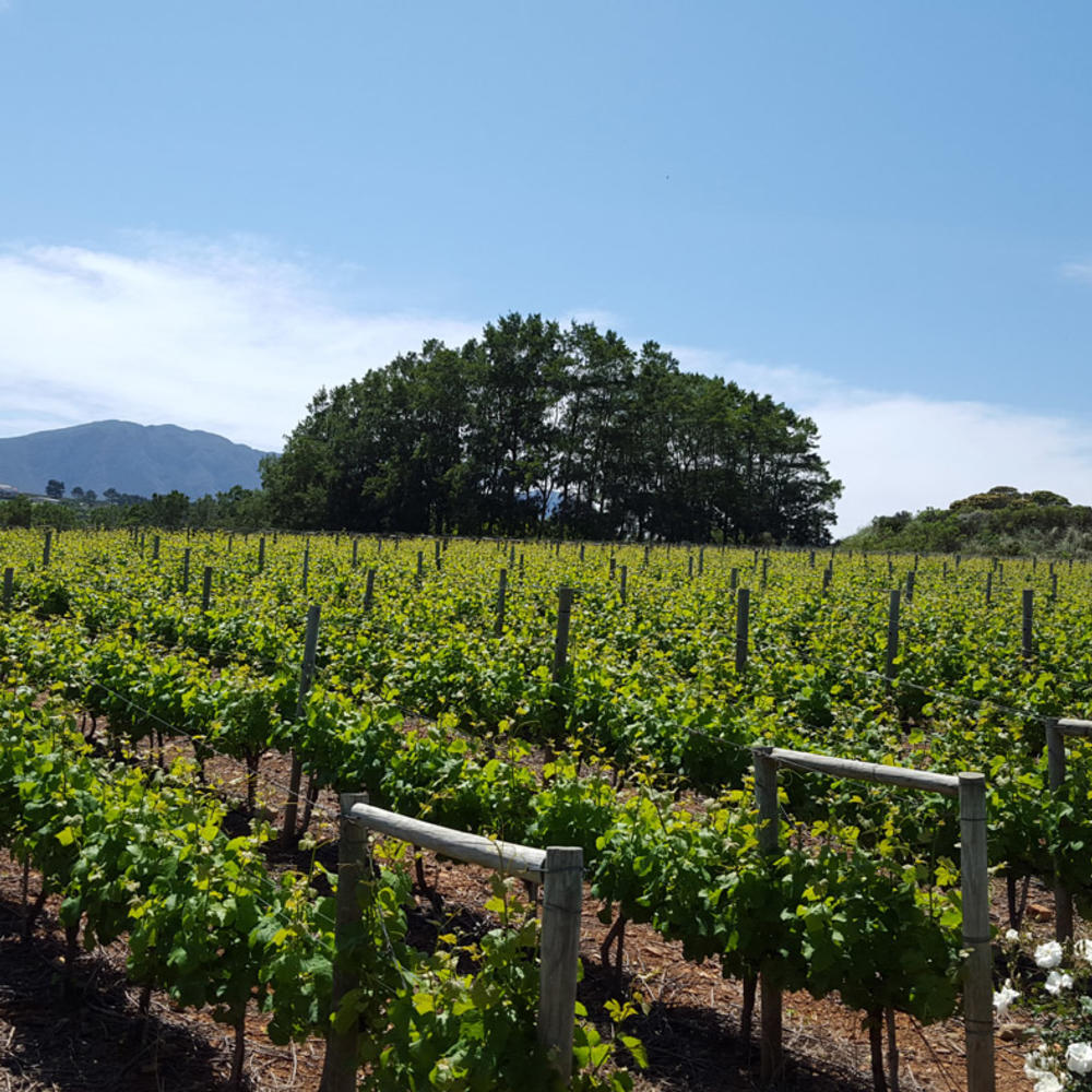 Hemel-en-Aarde Valley