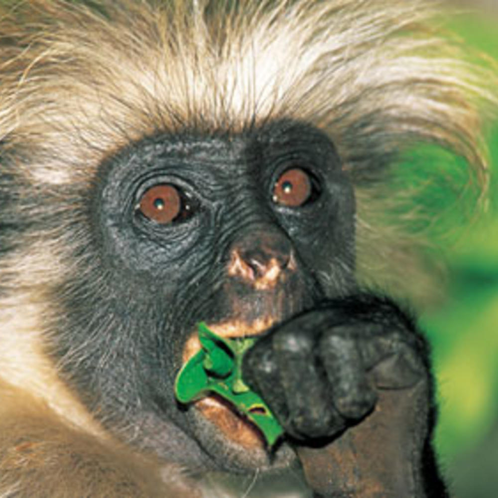 ARP Africa-item-0