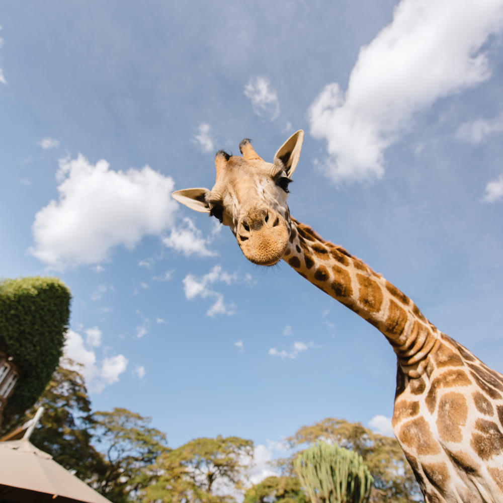 Giraff herrgård