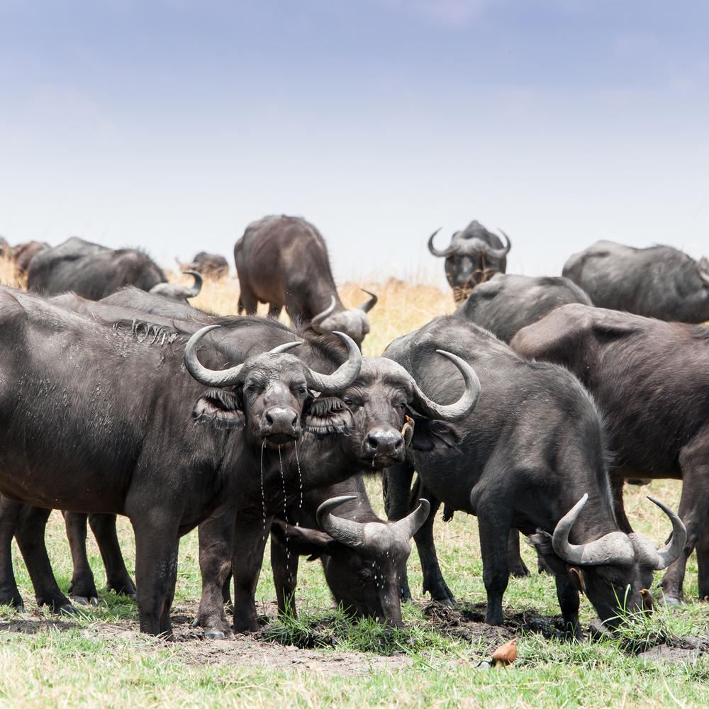 Game Viewing