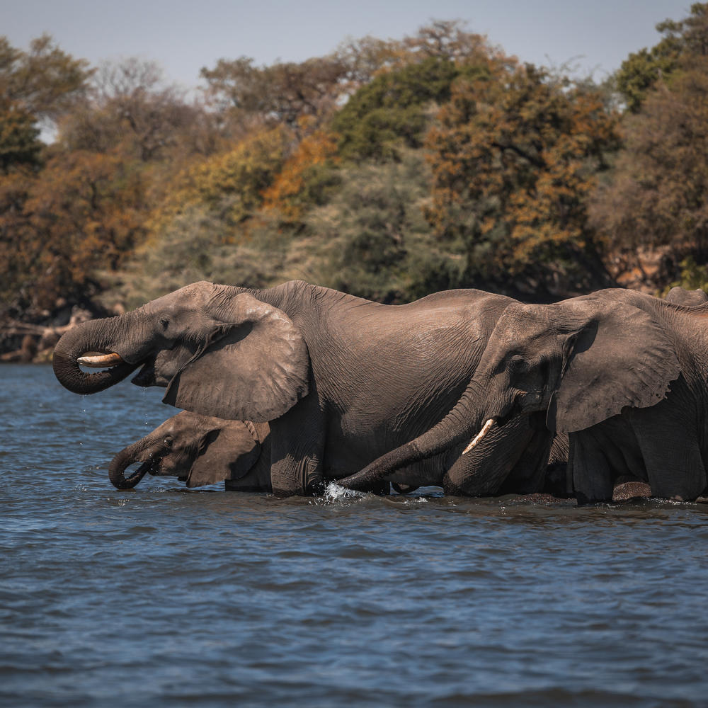 Elephants