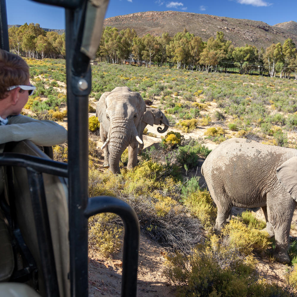 Safari 