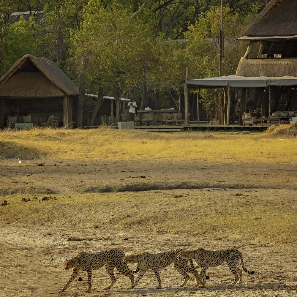 The Hide Safari Camp-item-0