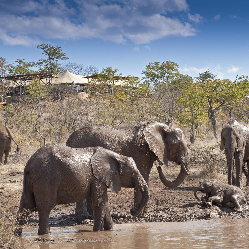 The Elephant Camp-item-0