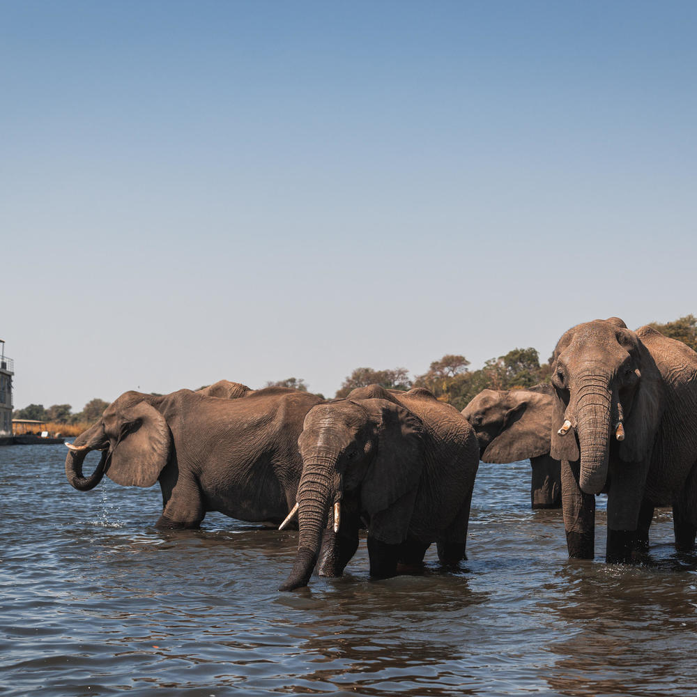 Chobe Princess with Elephant heard