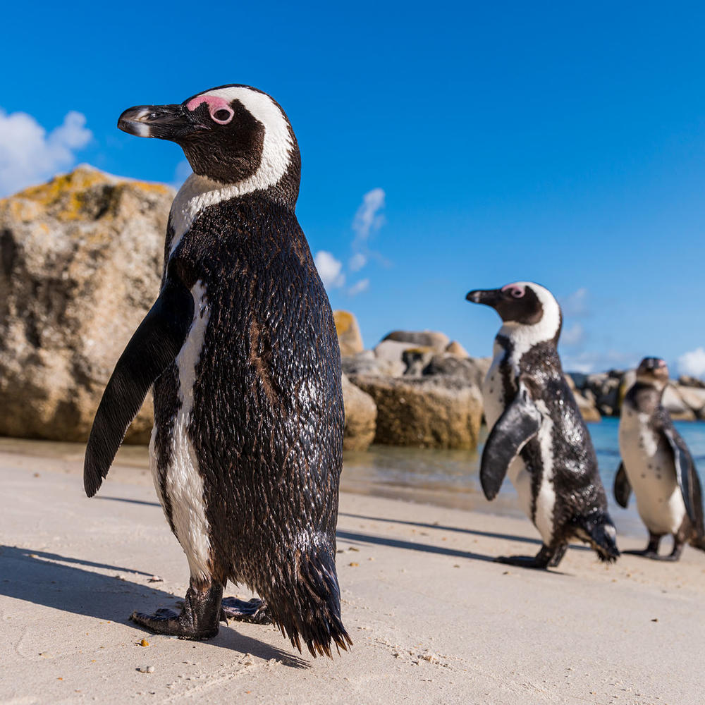 Simons Town Quayside Lodge-item-1