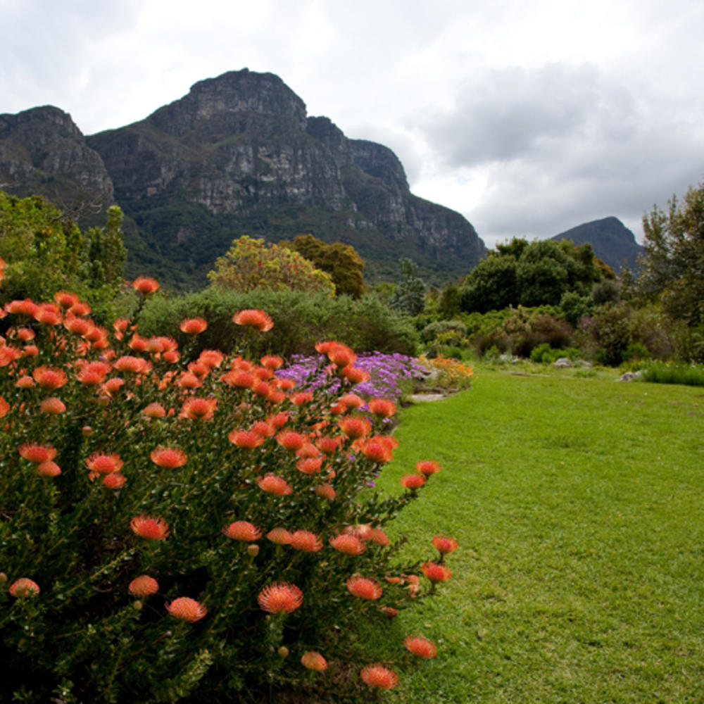 Kirstenbosch CTT