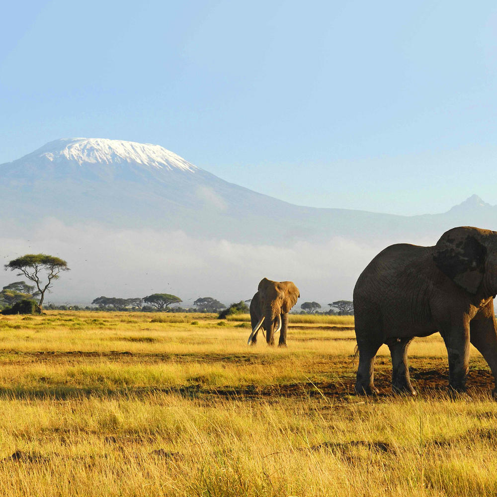 ARP Africa-item-0