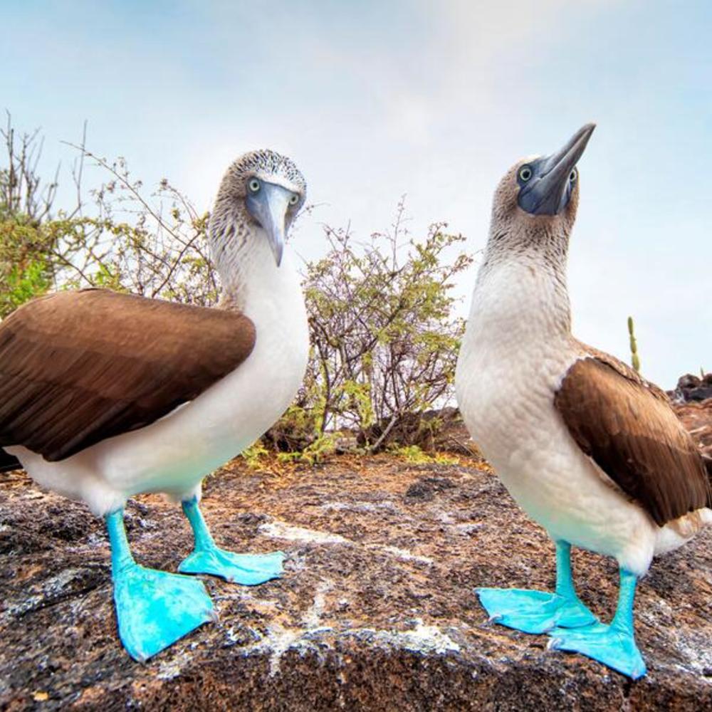 Go Galapagos-item-1