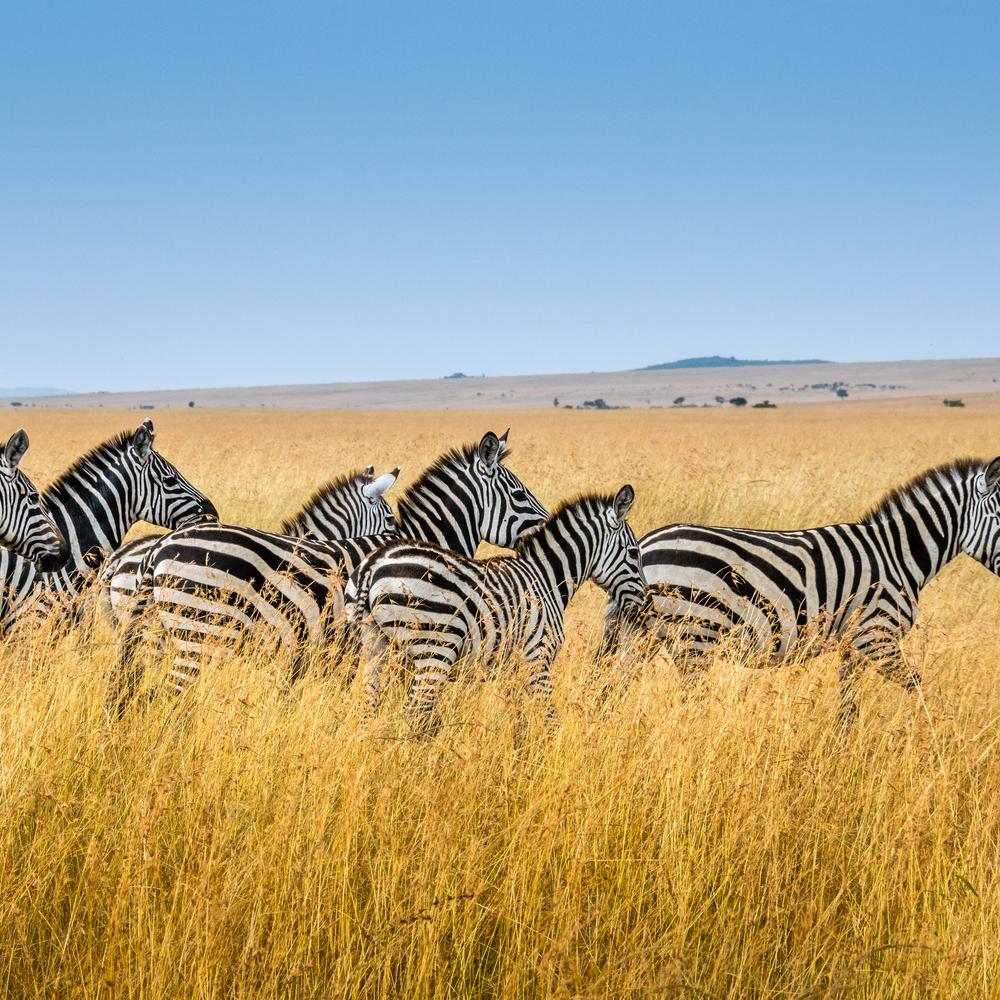 ARP Africa-item-2