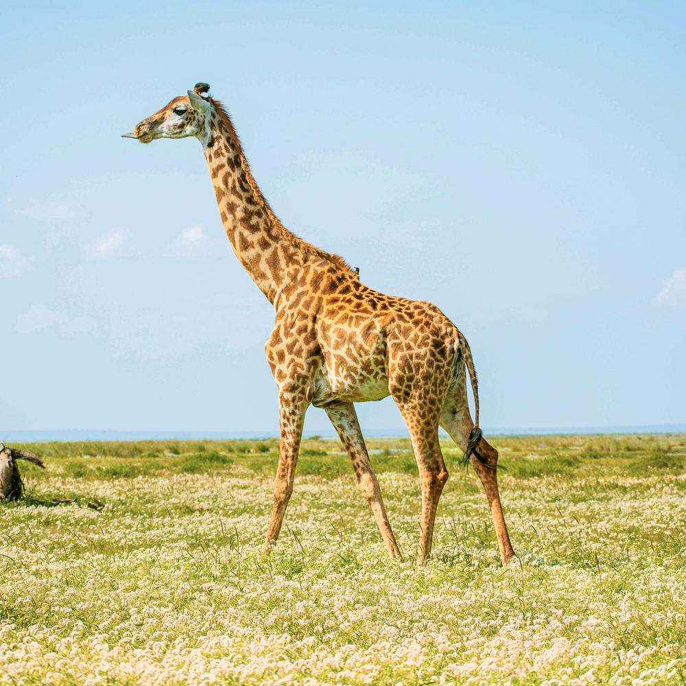 ARP Africa-item-1