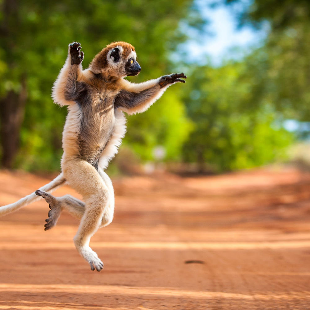 WAU Madagascar-item-0