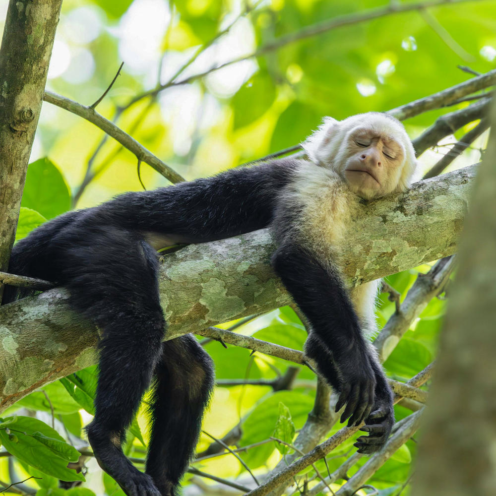 Swiss Travel Costa Rica-item-1