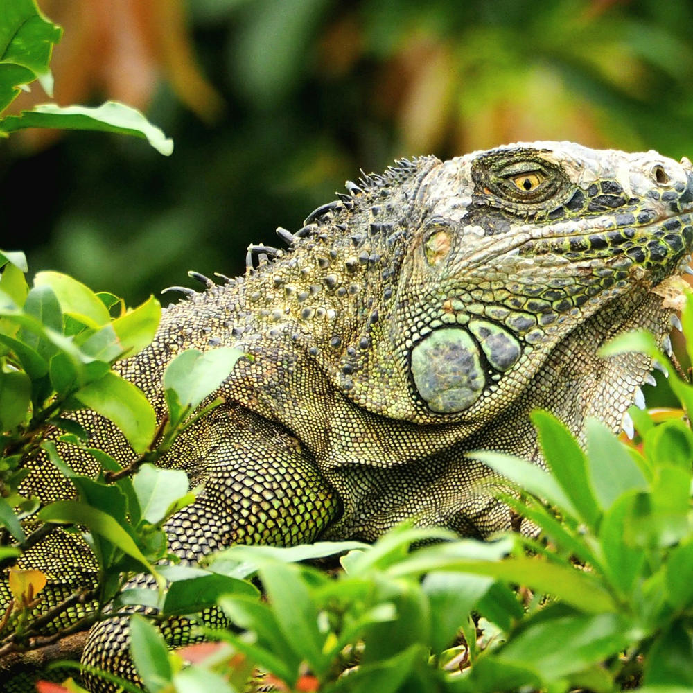 Swiss Travel Costa Rica-item-2