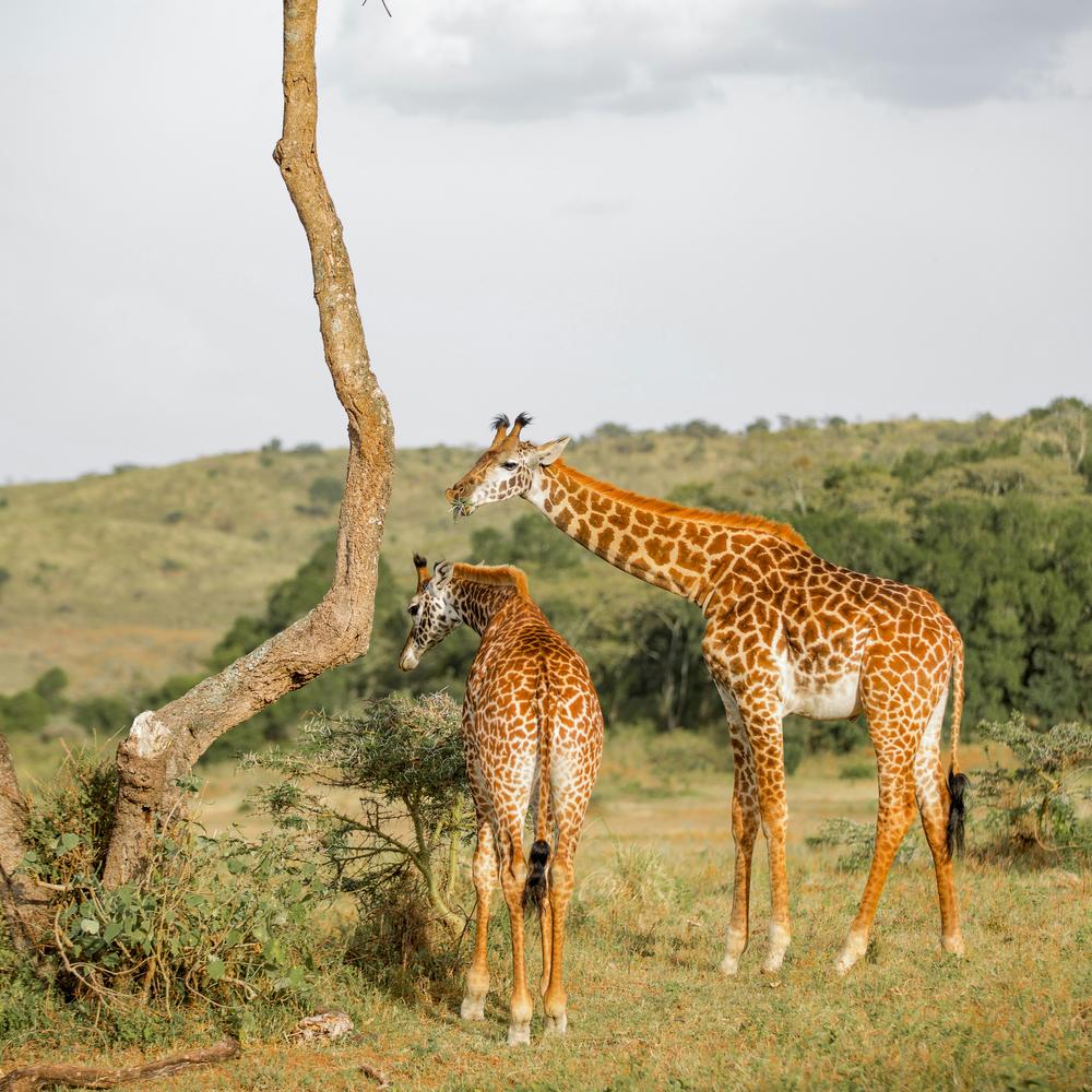 ARP Africa-item-1