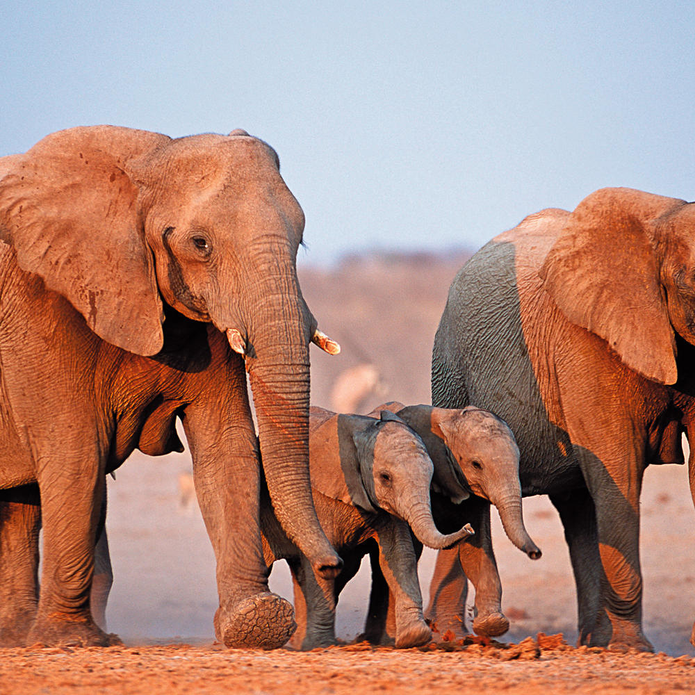 Sense of Africa-item-2