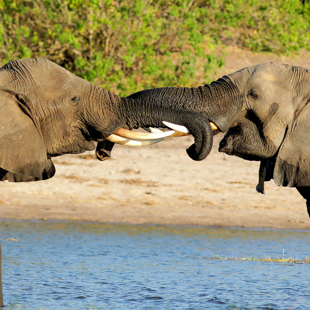 Chobe Safari Lodge-item-1